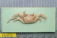 藏品(中華沙蟹)的圖片